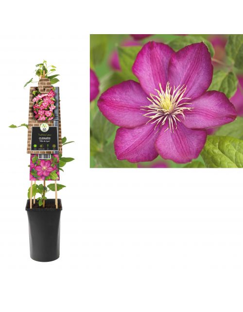 Klimplant Clematis Ville de Lyon  75 cm