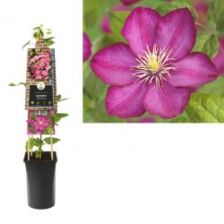 Klimplant Clematis Ville de Lyon  75 cm