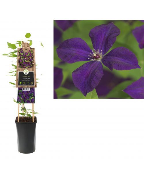 Klimplant Clematis vit.  Polish Spirit  75 cm
