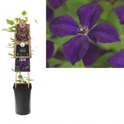 Klimplant Clematis vit.  Polish Spirit  75 cm