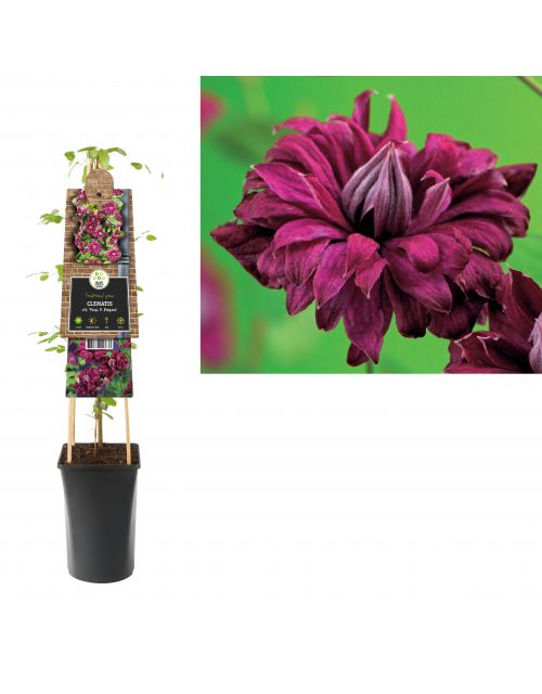 Klimplant Clematis vit.  Purp. P. Elegans  75 cm