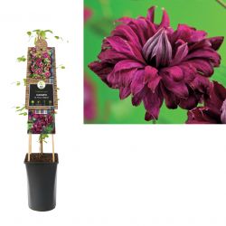 Klimplant Clematis vit.  Purp. P. Elegans  75 cm
