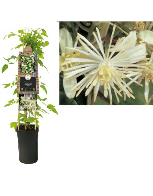 Klimplant Clematis vitalba 75 cm