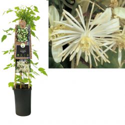 Klimplant Clematis vitalba 75 cm