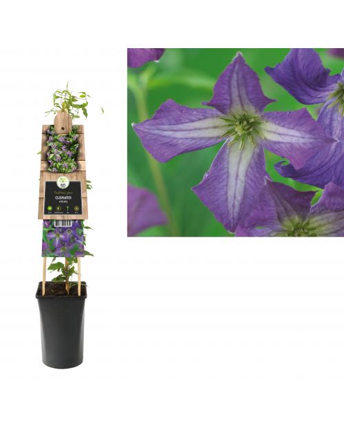 Klimplant Clematis viticella 75 cm