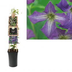 Klimplant Clematis viticella 75 cm