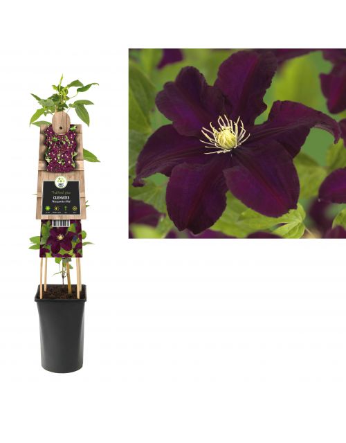 Klimplant Clematis Warszawska Nike  75 cm