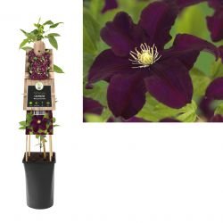 Klimplant Clematis Warszawska Nike  75 cm