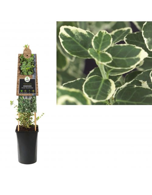 Klimplant Euonymus fortunei  Emerald Gaiety  75 cm