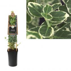 Klimplant Euonymus fortunei  Emerald Gaiety  75 cm