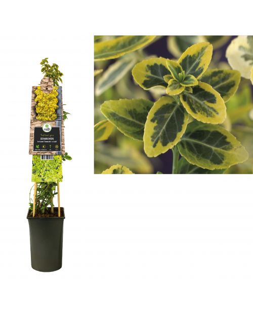 Klimplant Euonymus fortunei  Emerald  n  Gold  75 cm