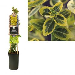 Klimplant Euonymus fortunei  Emerald  n  Gold  75 cm