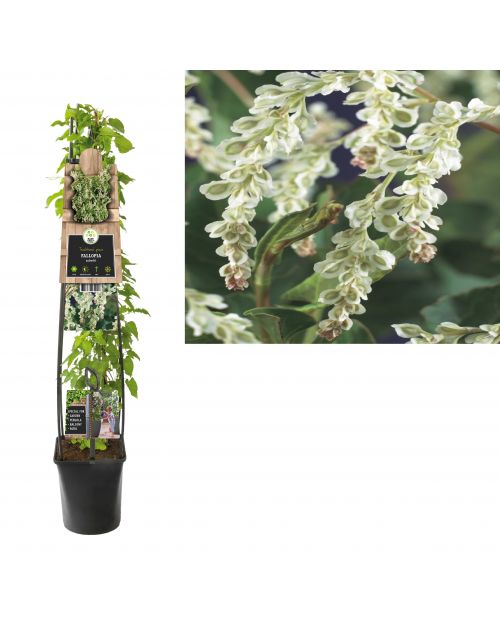 Klimplant Fallopia aubertii 120 cm