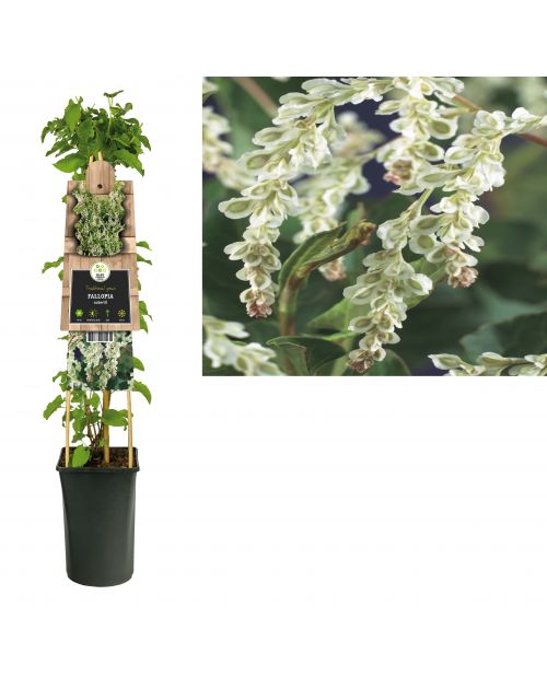 Klimplant Fallopia aubertii 75 cm