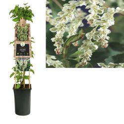 Klimplant Fallopia aubertii 75 cm