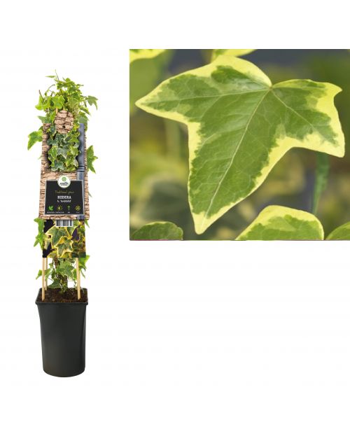 Klimplant Hedera h.  Goldchild  75 cm