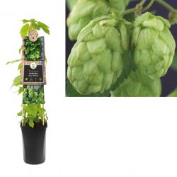 Klimplant Humulus Lupulus 75 cm