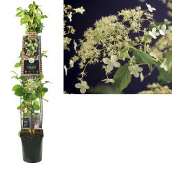 Klimplant Hydrangea a.  Petiolaris  120 cm