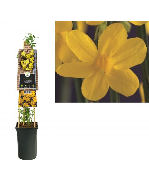 Klimplant Jasminum nudiflorum 75 cm