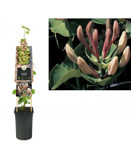 Klimplant Lonicera caprifolium 75 cm