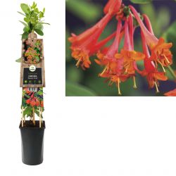 Klimplant Lonicera Dropmore Scarlet  75 cm