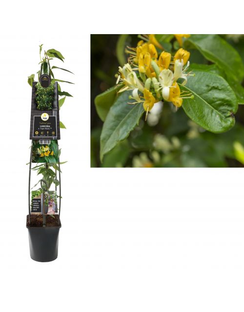 Klimplant Lonicera h.  Copper Beauty  PBR 120 cm