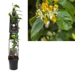 Klimplant Lonicera h.  Copper Beauty  PBR 120 cm