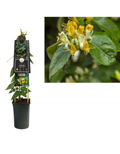 Klimplant Lonicera h.  Copper Beauty  PBR 75 cm