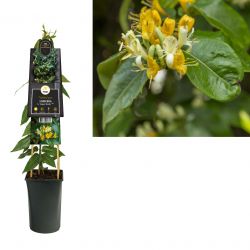 Klimplant Lonicera h.  Copper Beauty  PBR 75 cm