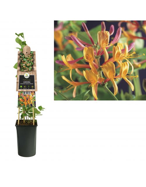 Klimplant Lonicera heckrottii  American Beauty  75 cm