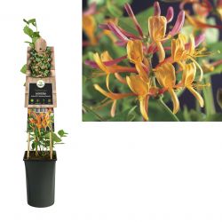 Klimplant Lonicera heckrottii  American Beauty  75 cm