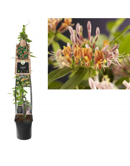 Klimplant Lonicera henryi 120 cm