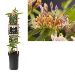 Klimplant Lonicera henryi 75 cm