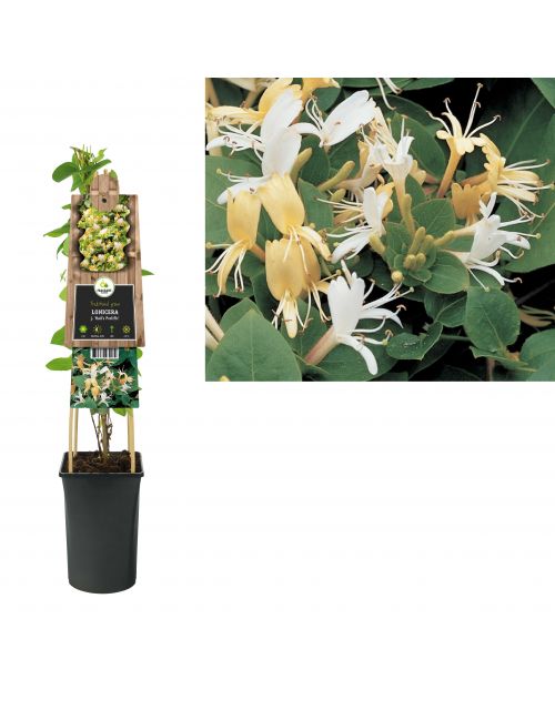 Klimplant Lonicera j.  Hall s Prolific  75 cm
