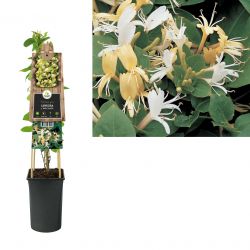 Klimplant Lonicera j.  Hall s Prolific  75 cm