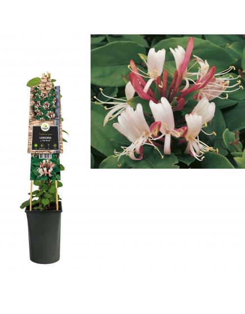 Klimplant Lonicera j.  Red World  75 cm