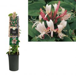 Klimplant Lonicera j.  Red World  75 cm