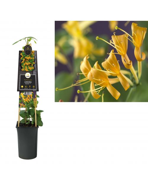 Klimplant Lonicera Mandarin  PBR 75 cm