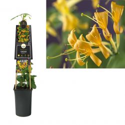 Klimplant Lonicera Mandarin  PBR 75 cm