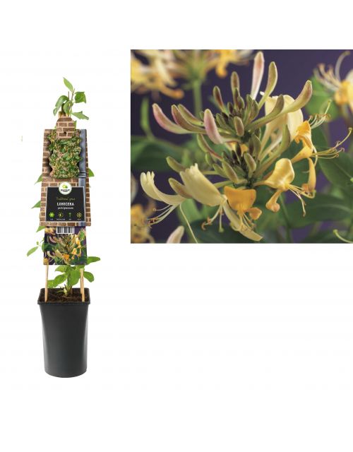 Klimplant Lonicera periclymenum 75 cm