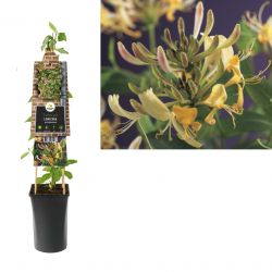 Klimplant Lonicera periclymenum 75 cm