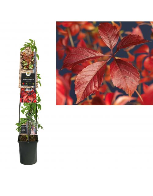 Klimplant Parthenocissus Engelmannii  120 cm