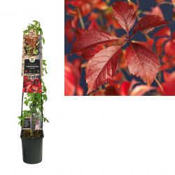 Klimplant Parthenocissus Engelmannii  120 cm