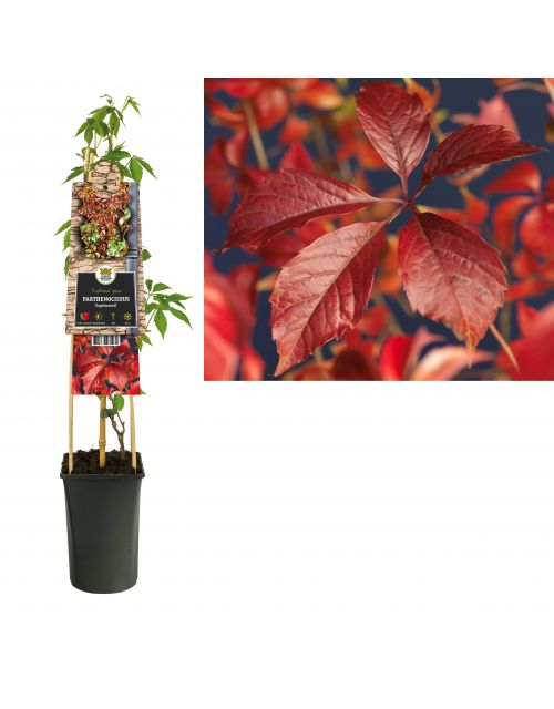 Klimplant Parthenocissus Engelmannii  75 cm