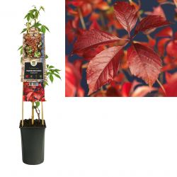 Klimplant Parthenocissus Engelmannii  75 cm