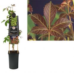 Klimplant Parthenocissus Henryana  75 cm