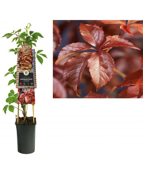 Klimplant Parthenocissus quinquefolia 75 cm