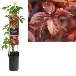 Klimplant Parthenocissus quinquefolia 75 cm