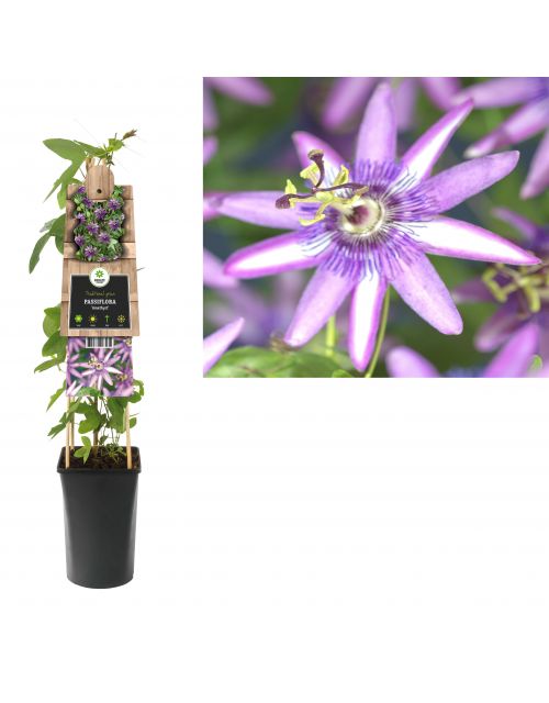Klimplant Passiflora  Amethyst  75 cm