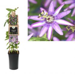 Klimplant Passiflora  Amethyst  75 cm